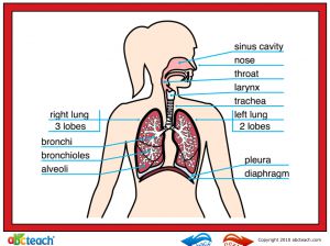 Interactive: Notebook: Science: Respiratory System